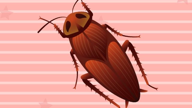 云南曲靖碗柜除蟑螂，讓你告別煩惱