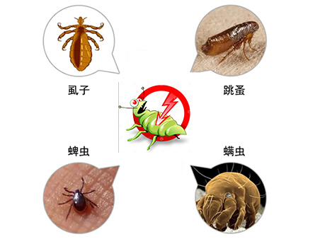 家里蟑螂頻出，教你1招，蟑螂“一網(wǎng)打盡”